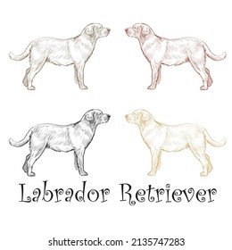 Handgezeichnete Hundehunde Labrador Retriever Vektorgrafik