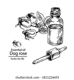 El perro dibujado a mano rosa aceite esencial. Ilustración vectorial de la rama de la rosa de la cadera con bayas y flores y botella de gafas de vidrio. Hierba medicinal grabada para cosméticos, medicamentos, tratamientos, aromaterapia, pa