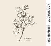 Hand drawn dog rose or rosehip branch illustration