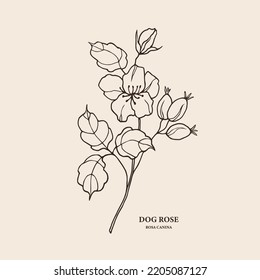 Hand drawn dog rose or rosehip branch illustration