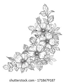 Hand drawn dog-rose bunch with flowers and leaves isolated on white. Vector line art monochrome elegant floral corner composition in vintage style, tattoo design, coloring page, wedding decoration.