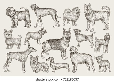 Hand drawn dogs vector set. Vector illustration