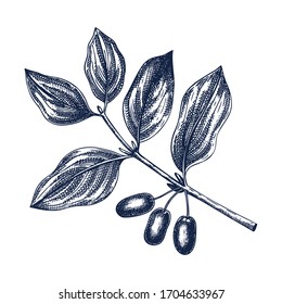 Hand drawn dogwood with berries vector illustration in engraved style. Wild berries on white background. Hand drawing. Vintage garden berry sketch. Cornel plant outline. Healthy food ingredient.