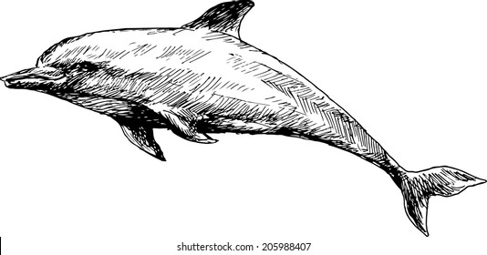 hand drawn dolphin