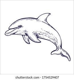 hand drawn dolphin artwork illustration