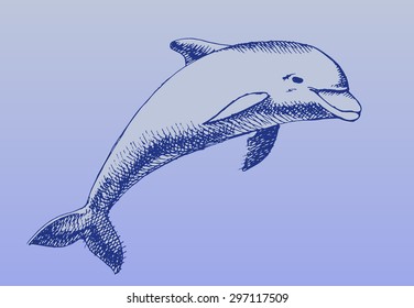 Hand drawn dolphin in color. Vector illustration.