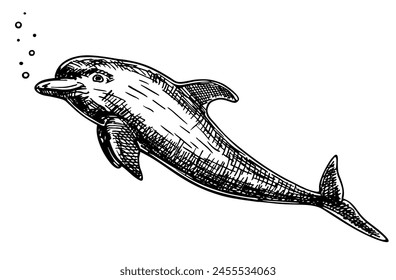 Hand drawn dolphin. Jumping dolphin isolated on white background. A bottlenose dolphin. Vector illustration in sketch style. Isolated on white background