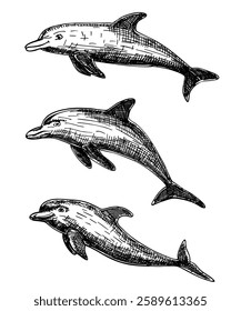 Hand drawn dolphin set. Jumping dolphin isolated on white background. A bottlenose dolphin. Vector illustration in sketch style. Isolated on white background