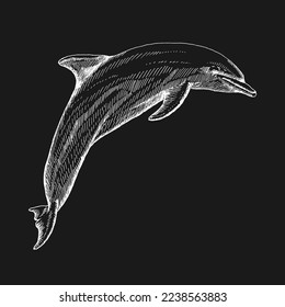 Hand drawn dolphin. Vector illustration in sketch style. Jumping dolphin