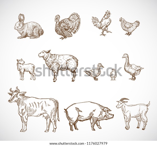 Hand Drawn Domestic Animals Set Collection Stock Vector (Royalty Free ...