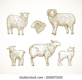 Hand Drawn Domestic Animals Vector Illustrations Set. Sheep, Ram and Lambs Sketches Collection. Engraving Style Drawings. Isolated.