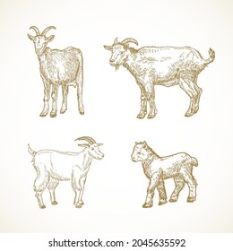 Hand Drawn Domestic Animals Vector Illustrations Set. Goats and Goatlings Sketches Collection. Engraving Style Drawings. Isolated.