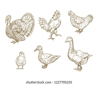 Hand Drawn Domestic Birds Set. A Collection of Poultry Farm Sketches. Engraving Style Turkey, Chicken and Ducks Drawings. Isolated.