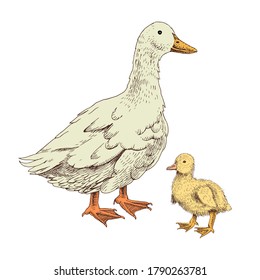 3,370 Baby duck sketch Images, Stock Photos & Vectors | Shutterstock