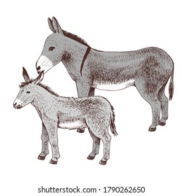 Hand drawn donkey and foal. Farm animal familie. Vector illustration in retro style