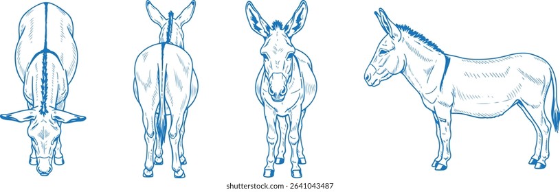 Hand Drawn Donkey Vector Illustration Displaying Front, Back, Side and Top Views in Clean Line Art Style for Farm Animal Design, Anatomy Reference, Educational and Livestock Graphics

