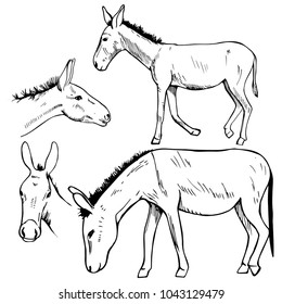 Hand drawn donkey. Vector sketch  illustration.