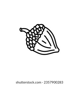 hand drawn doodle Acorn line art illustration isolated on white background