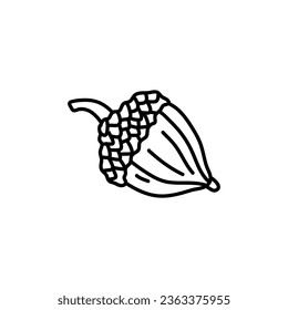 hand drawn doodle Acorn line art illustration isolated on white background
