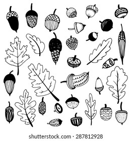 Hand drawn doodle acorns. Vector fall illustration. 