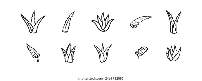 Hand drawn doodle aloe vera outline icon . Vector illustration