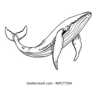 hand drawn and doodle art,  Whale vector