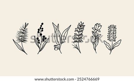 Hand drawn doodle Australian native flowers and plants