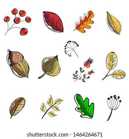 Hand drawn doodle of Autumn Elements.