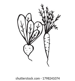 Hand drawn doodle beets and carrots. Vector illustration