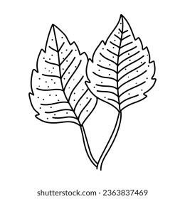 Hand drawn doodle of birch leaf outline. Line art style isolated on white background.