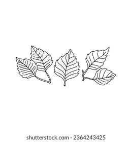 Doodle dibujado a mano del contorno de la hoja de abedul. Estilo de línea de arte aislado en un fondo blanco.