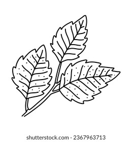 Doodle dibujado a mano del contorno de la hoja de abedul. Estilo de línea de arte aislado en un fondo blanco.