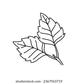 Hand drawn doodle of birch leaf outline. Line art style isolated on white background.