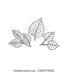 Handgezeichnete Blattlinie aus Birkenblättern. Line Art Stil einzeln auf weißem Hintergrund.