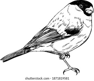 
aves doodle dibujadas a mano, aves primaverales