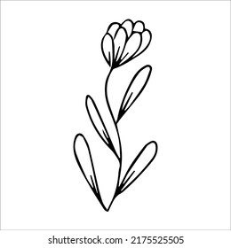 hand drawn doodle botanical floral element for floral design concept