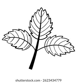 Hand drawn doodle branch with leaves isolated on a white background. Vector illustration.