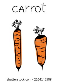 Hand drawn doodle carrots. Isolated vegetable icons, carrot sticker.