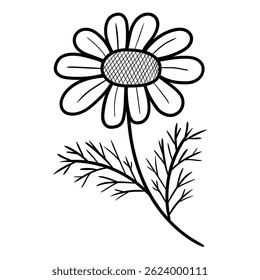 Hand drawn doodle chamomile daisy isolated on white background. Vector illustration.