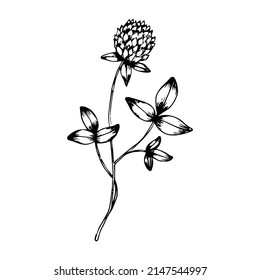 Hand drawn doodle clover. Vector sketch wildflower. Realistic style. Outline.