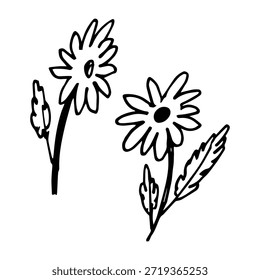 Hand drawn doodle daisy set with two flowers and leaves. Minimal line art floral illustration for branding, stationery, packaging, wedding design, botanical decor and modern prints