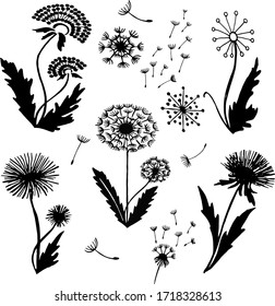 Hand drawn Doodle Dandelion fluffy seeds Flowers. Decorative elements for the design. Style black and white drawing vector icons Set. Set of dandelions on white.Floral Elements for you design with dif