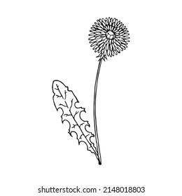 Hand drawn doodle dandelion. Vector taraxacum sketch. Wildflower in realistic style. Outline.