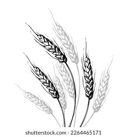 Hand drawn doodle ears of wheat. A bunch of ears of wheat, dried whole grains. Cereal harvest, agriculture, organic farming, healthy food symbol. Design element. On an isolated background. Vector