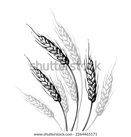 Hand drawn doodle ears of wheat. A bunch of ears of wheat, dried whole grains. Cereal harvest, agriculture, organic farming, healthy food symbol. Design element. On an isolated background. Vector