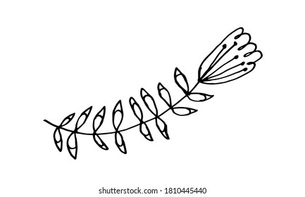 Hand drawn doodle flower illustration. Simple floral element isolated on white background