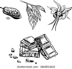 Hand drawn doodle food icon background. Hand drawn 
cocoa bean. Collection of dishes for breakfast. Vintage hand 
drawn sketch, vector illustration. Engraved style.