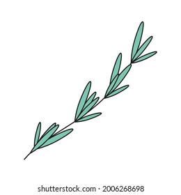 hand drawn doodle herb art design element. Ыprig of rosemary. Isolated vector illustration on white background