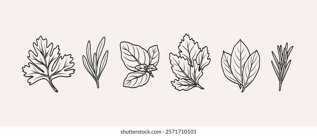 Hand drawn doodle herbs. Cilantro, tarragon, basil, parsley, laurel bay, rosemary