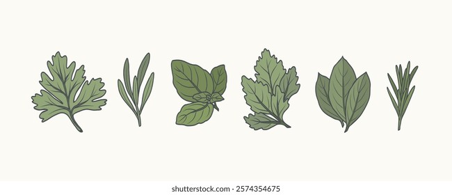 Hand drawn doodle herbs collection. Cilantro, tarragon, basil, parsley, laurel bay, rosemary